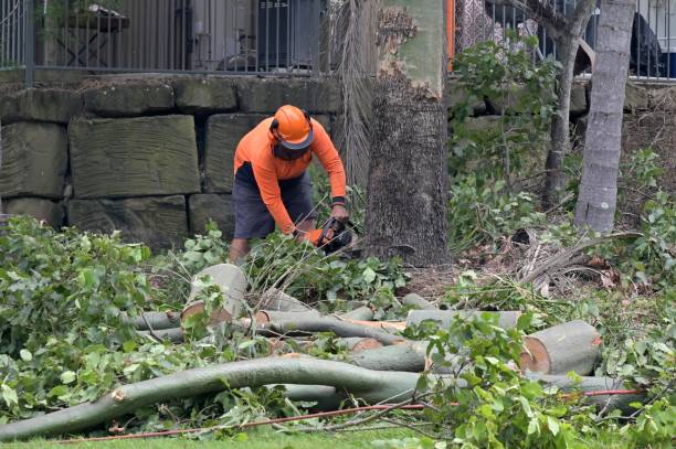 Best Tree Removal Near Me  in Deville, AL